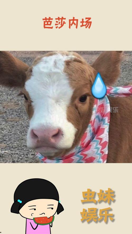 娱乐吃瓜酱什么意思,网络热词背后的趣味与思考